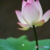 咲いたよ～②