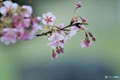 望春ーⅰ
