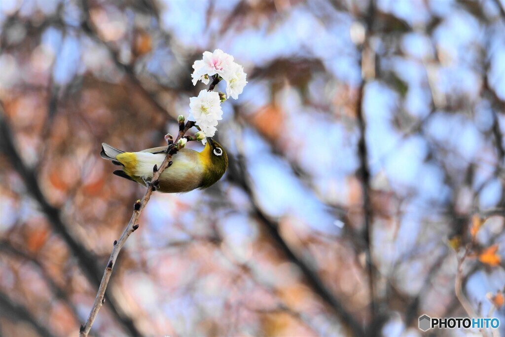 桜好き～ⅰ