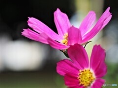 薄紅の秋桜が秋の日の、、、。