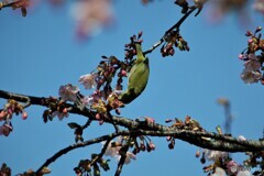 7年前のサクジロウ～ⅱ