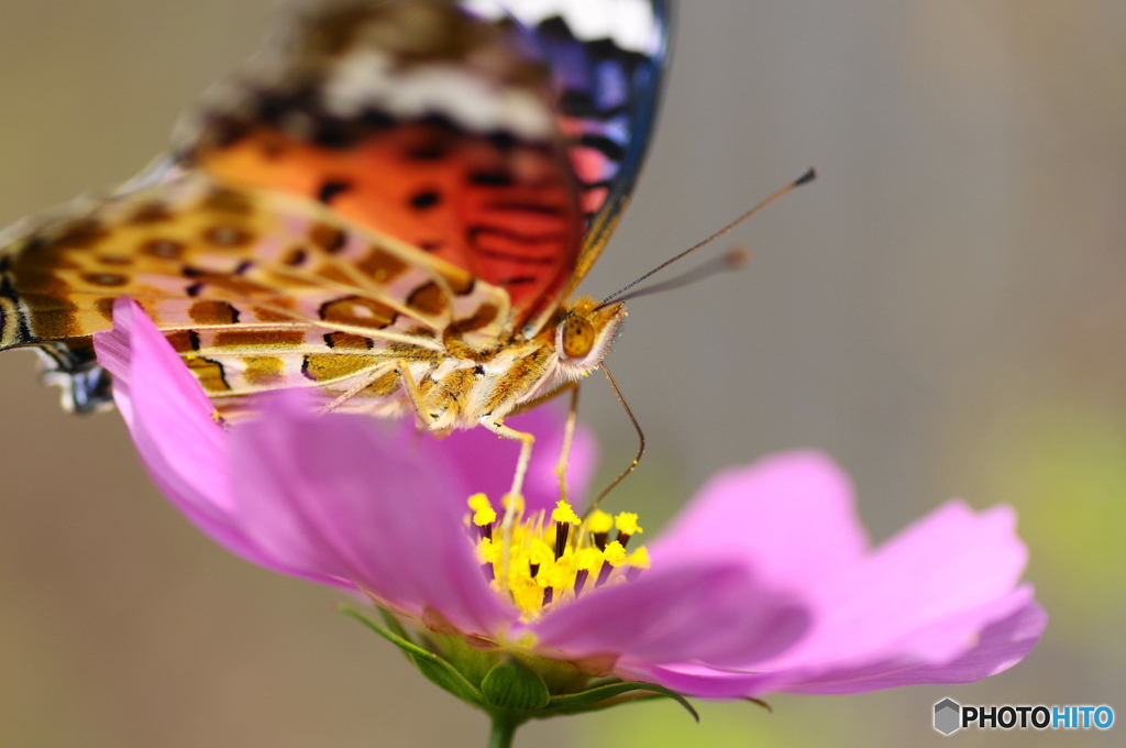 ツマグロヒョウモンの舞－23