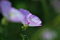 昼に咲く月見草