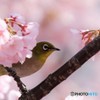 オオカンサクジロー～ⅱ