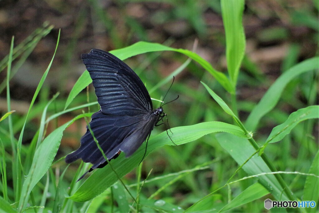 黒の休息