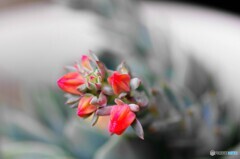 蕾