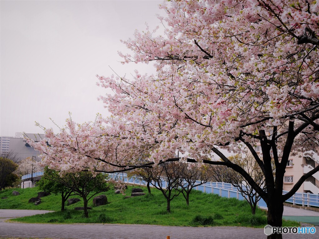 桜便り～lix