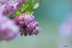 桜空木