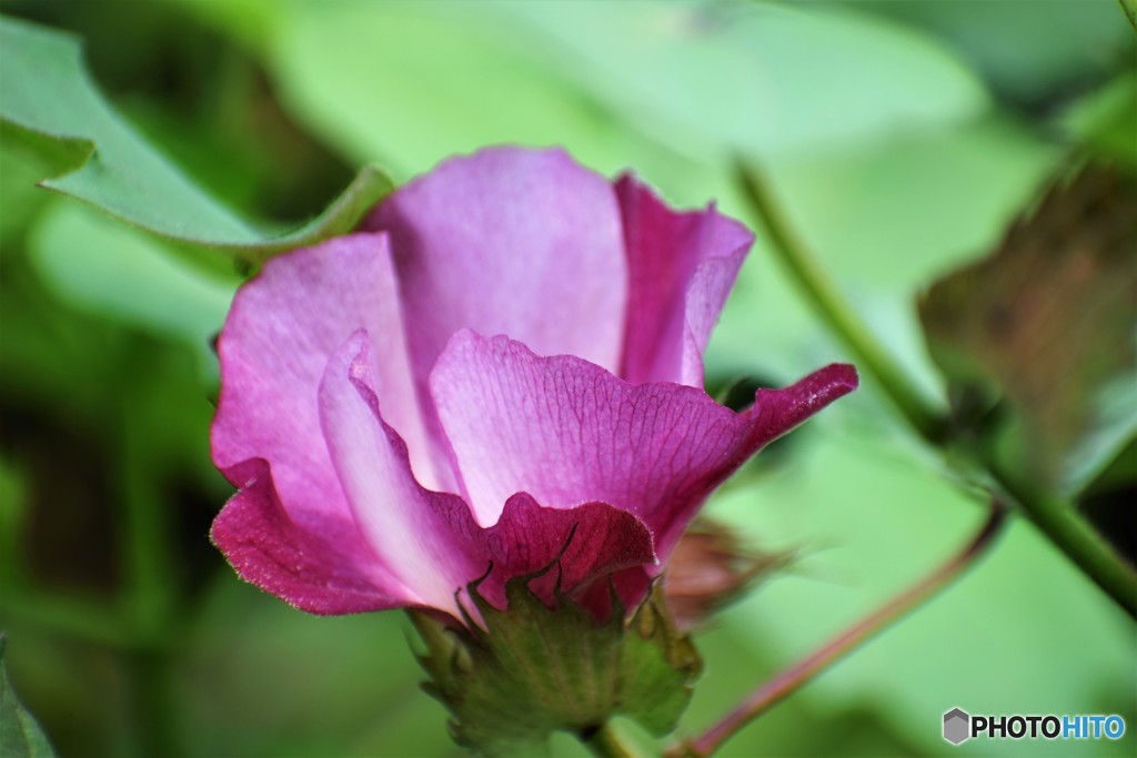綿の花、、、。