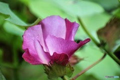 綿の花、、、。