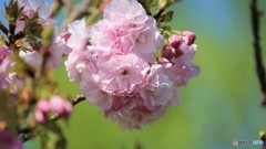 平成最後を咲く桜達～lviii