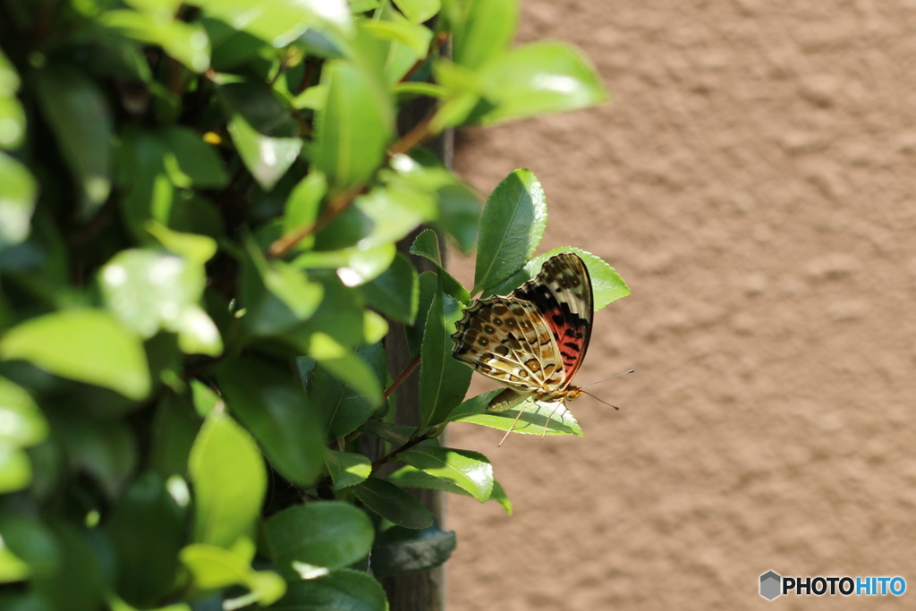 様子見、、、。