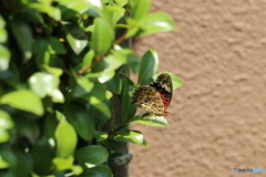 様子見、、、。