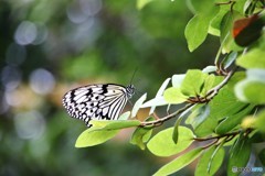 生物園２０１８ⅸ