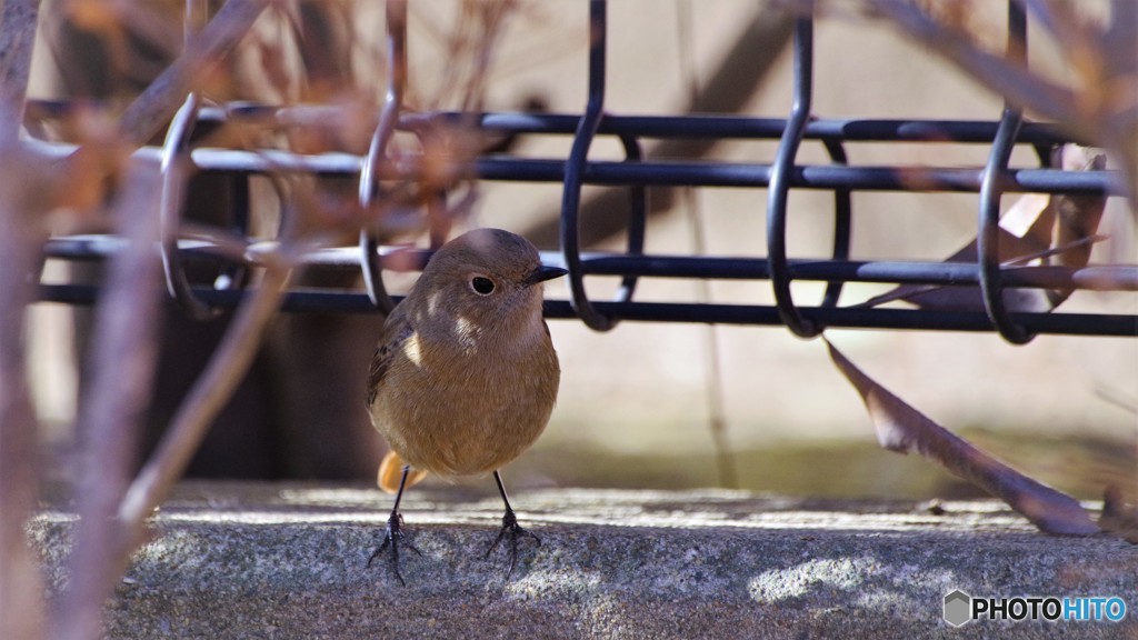 旅の鳥