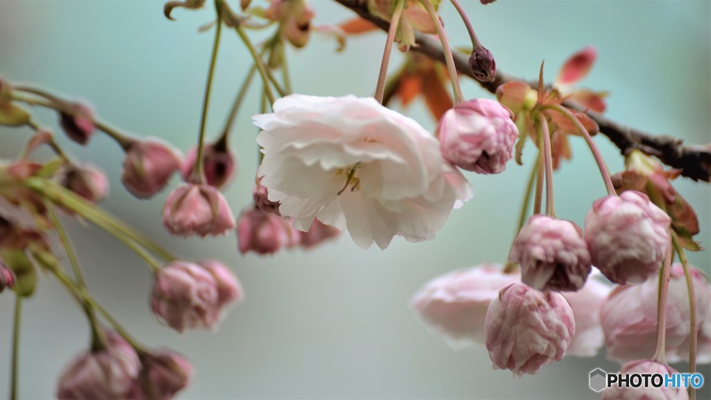 平成最後を咲く桜達～lxii