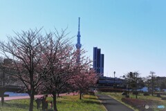 春の汐入公園