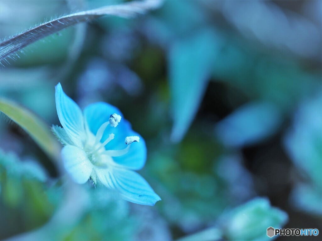 ブルーの星の瞳～ⅱ