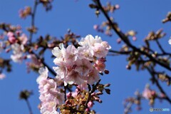 7年前の河津桜