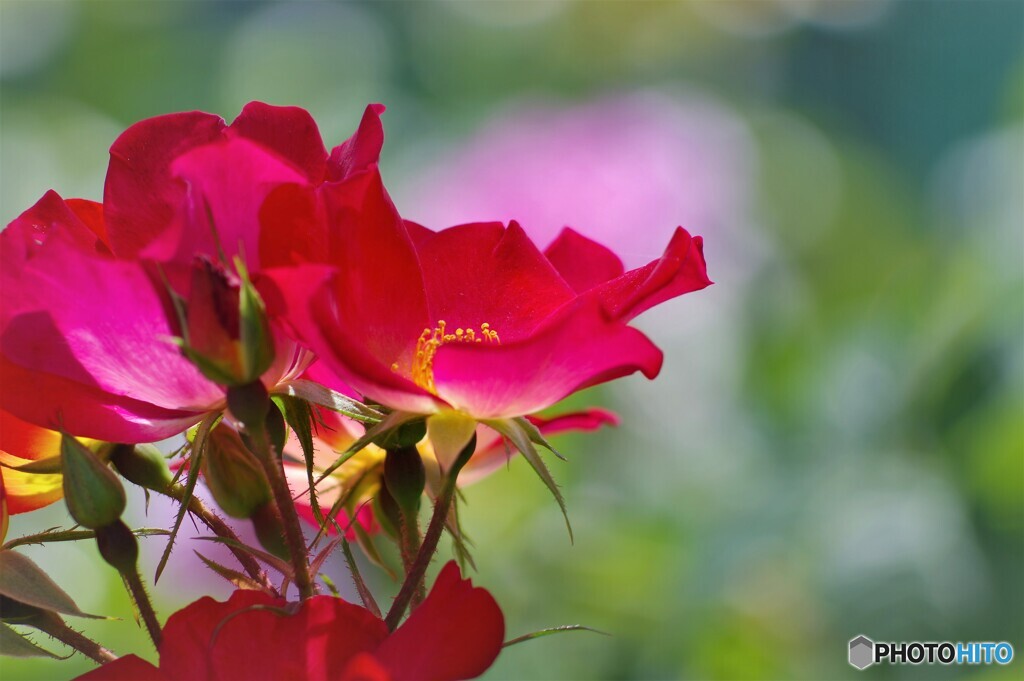 Ｒｅｄ＆Ｐｉｎｋ