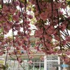 令和関山咲くラ～ⅳ