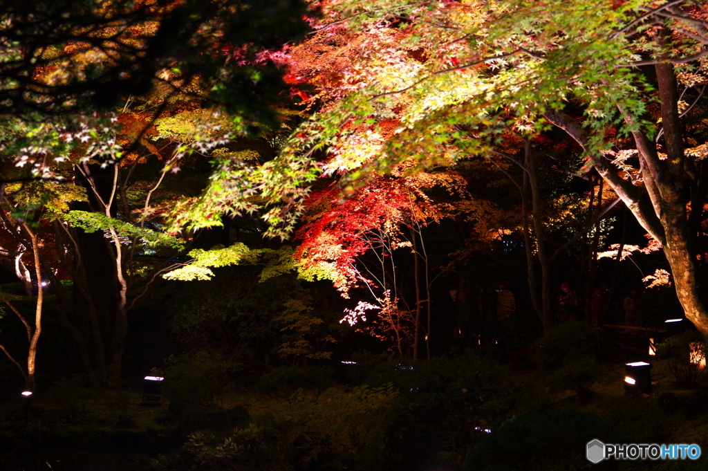 紅葉