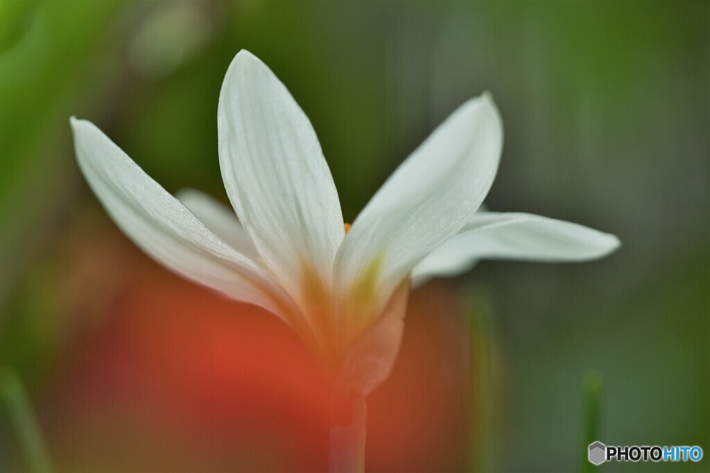 旬の花