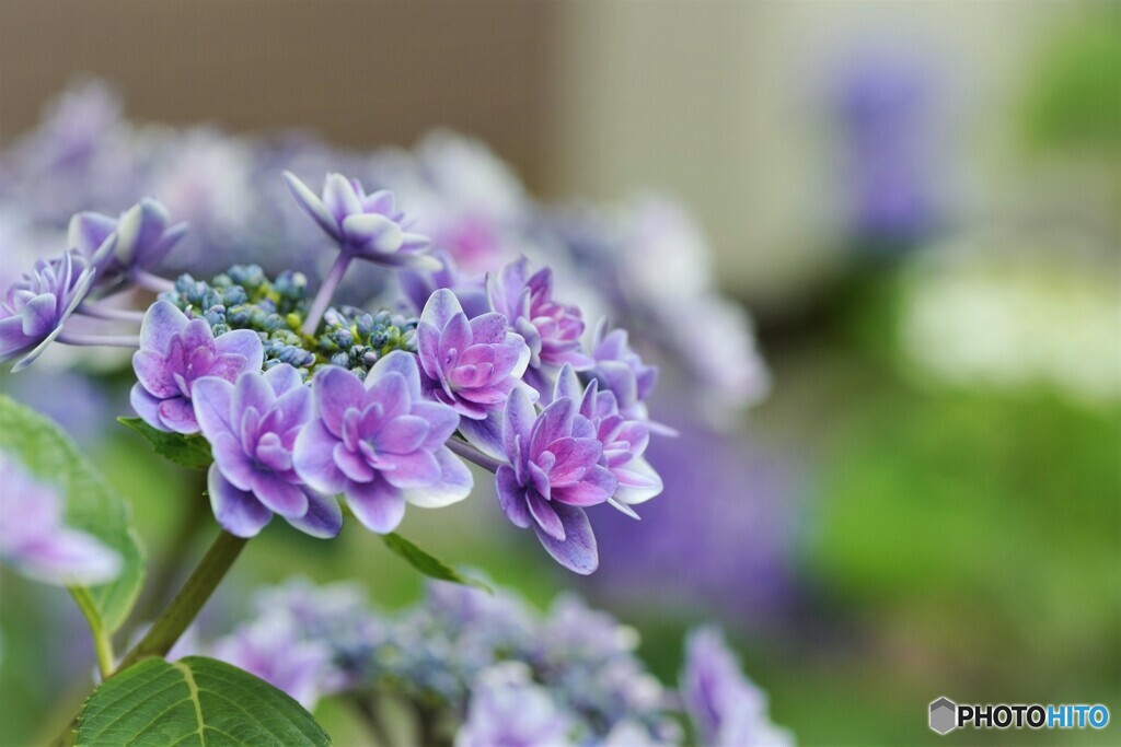 梅雨時の華～ⅲ