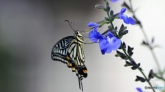 忘れないで～、、、。