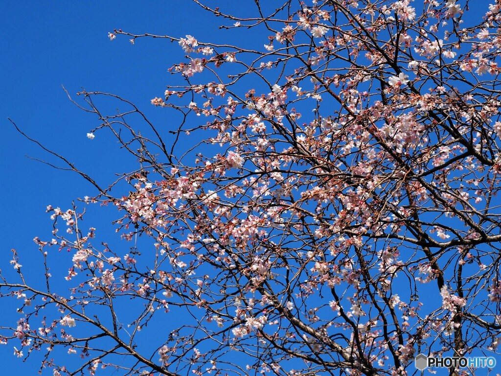 冬桜