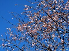 冬桜