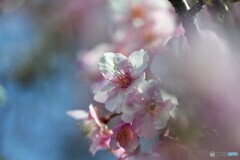 ２０２１桜だより～ⅹ