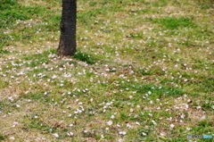 隅田川の桜