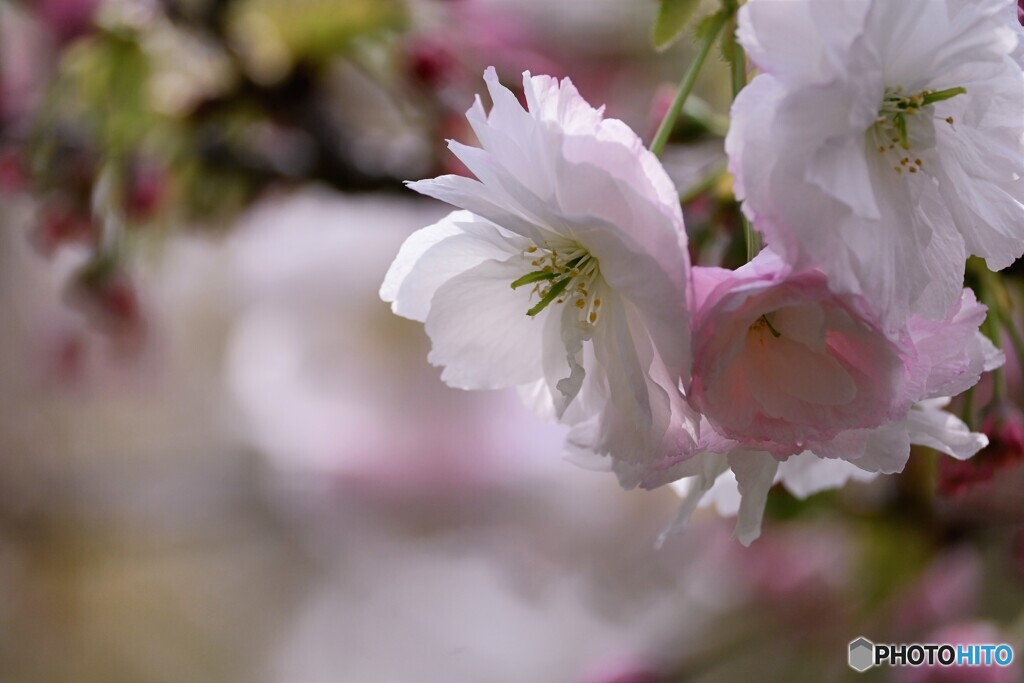 汐入八重桜 普賢象～ⅲ