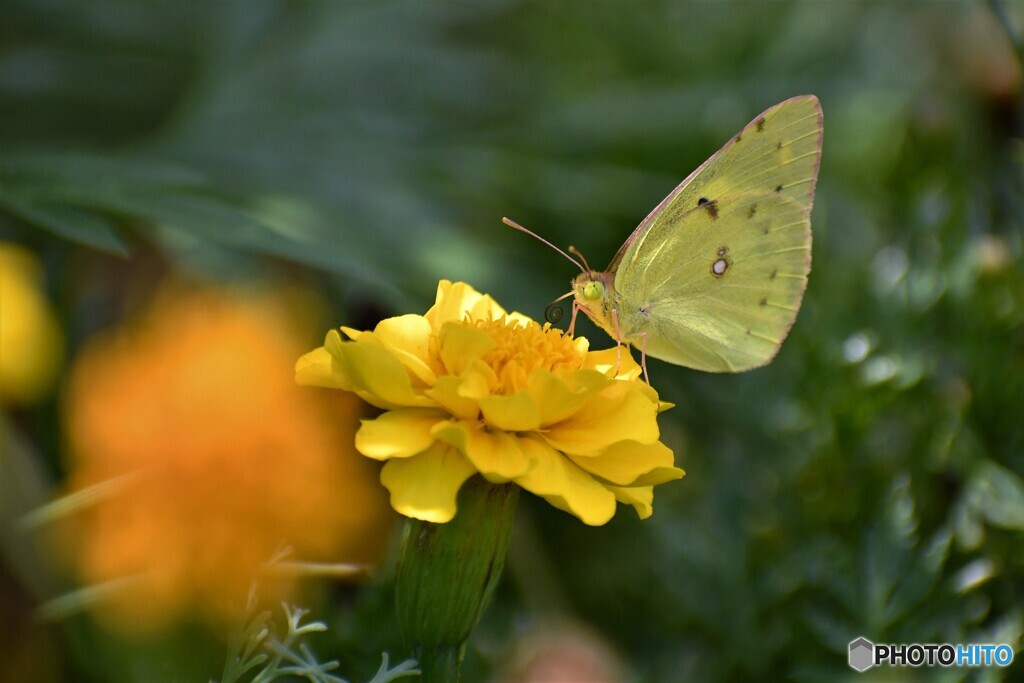 黄色い蝶