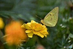 黄色い蝶