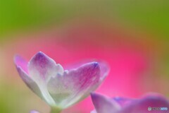 梅雨に咲く、、、ⅰ
