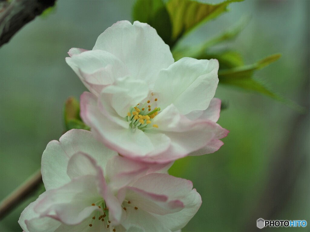 八重桜便り～ⅸ