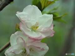 八重桜便り～ⅸ