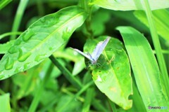 雨に耐えて～ⅳ