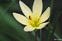 黄花のタマスダレ