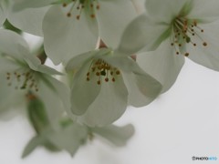 平成最後を咲く桜達～ⅴ