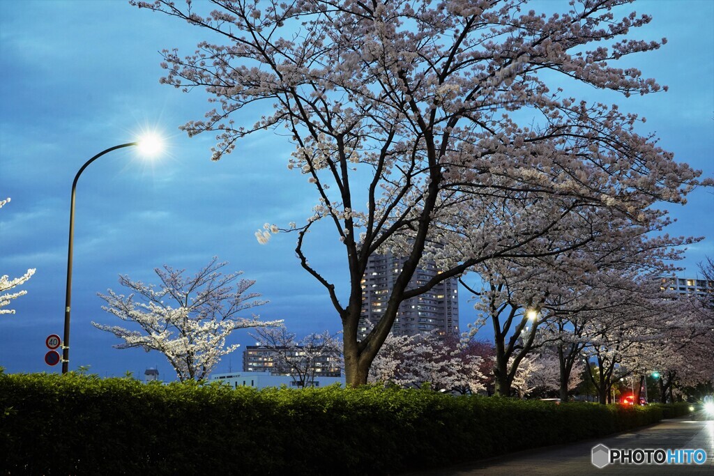 桜通り夜桜