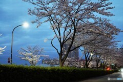 桜通り夜桜