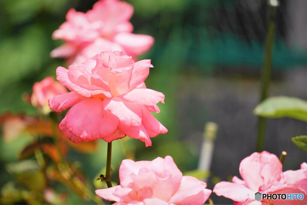 水無月の薔薇