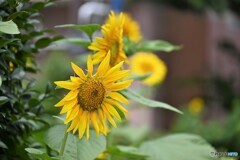 夏本番～ⅲ