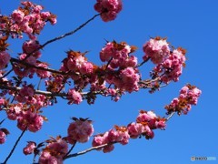 平成最後を咲く桜達～lxxiv