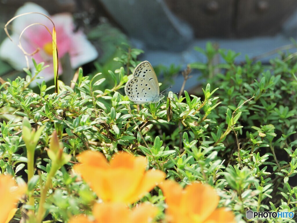 花があるのに、、、。