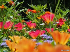 Portulaca