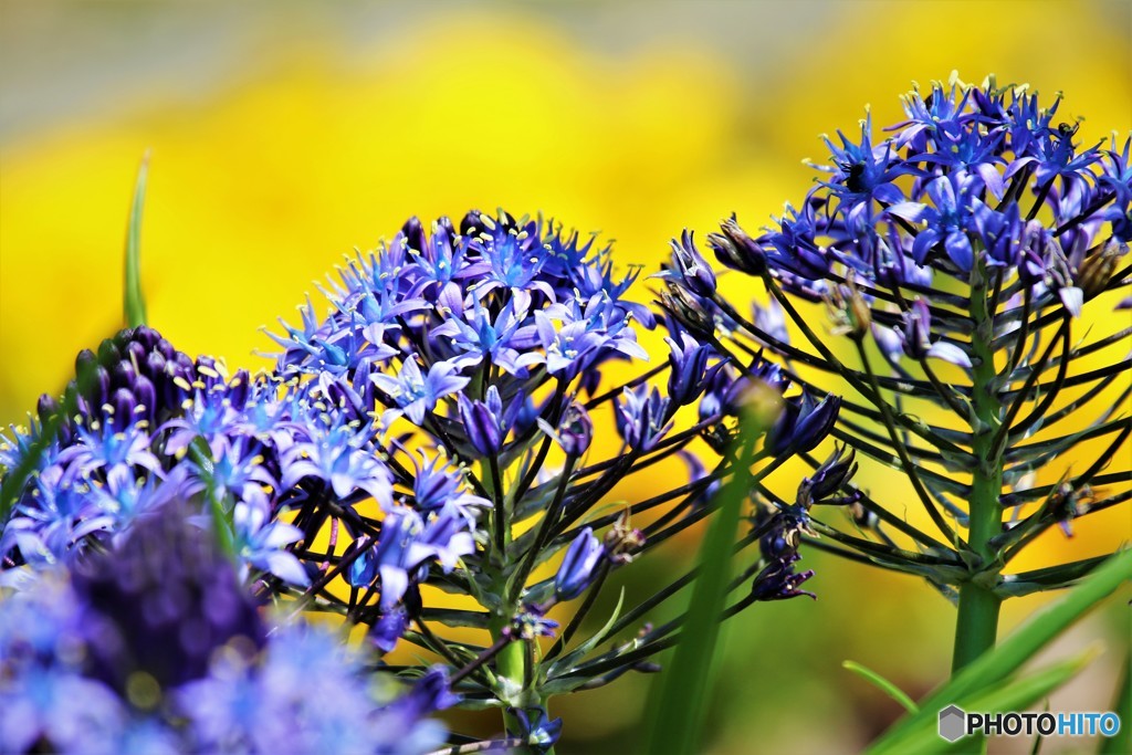 Scilla peruviana